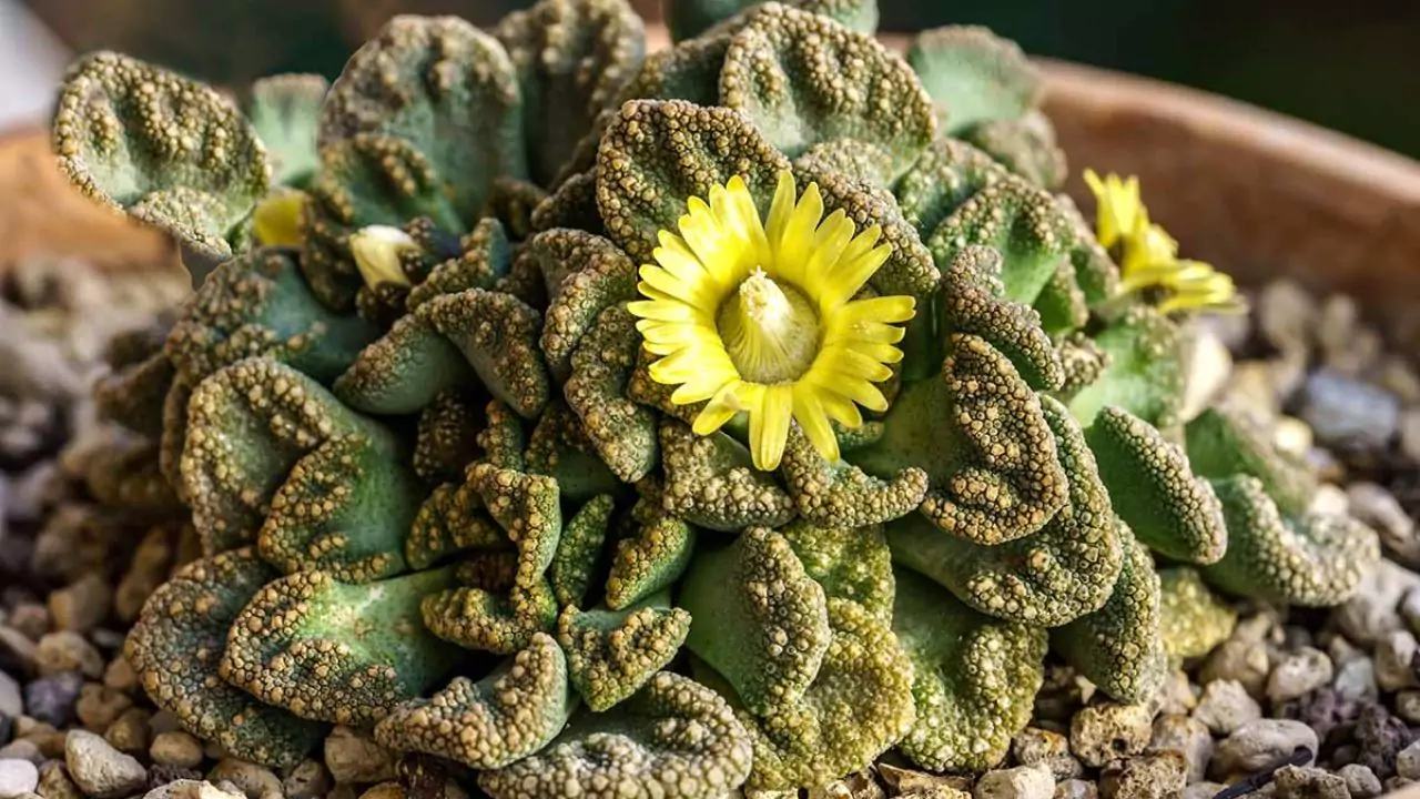 Do Succulents Go Dormant in Winter? 2 Titanopsis