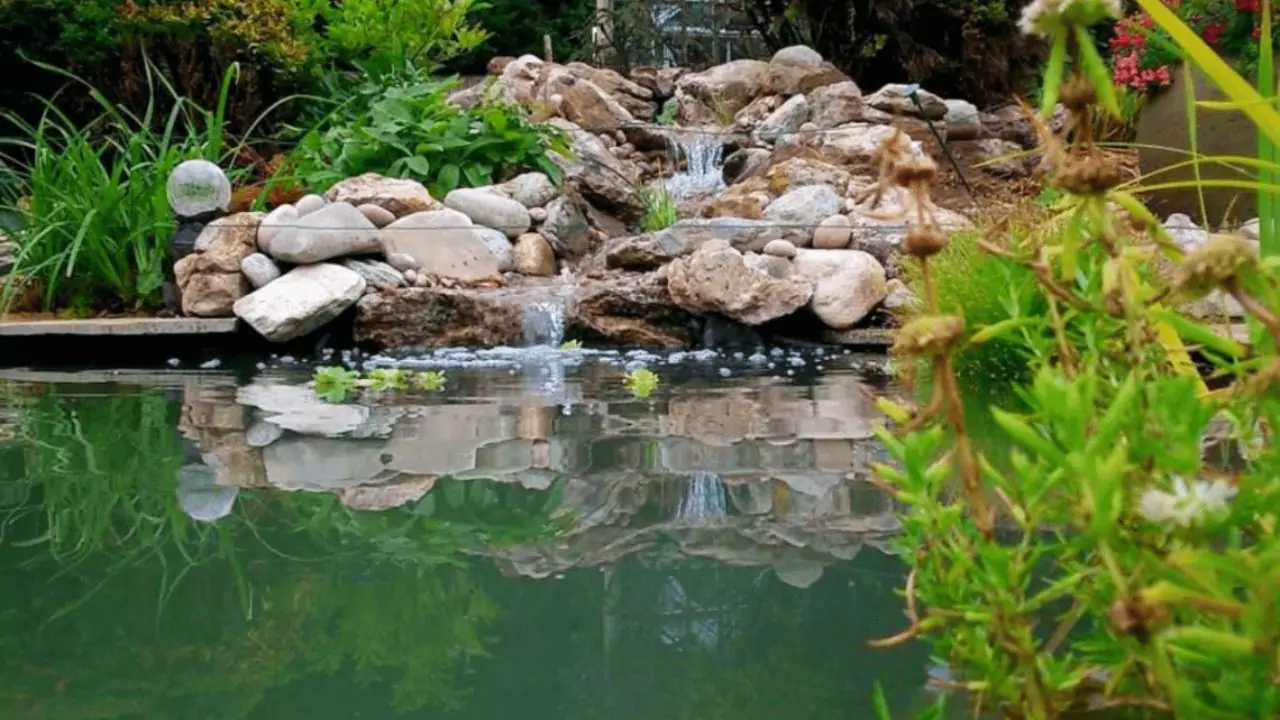 Top 7 Reasons Your Pond Plants Are Dying 1 Too Hot or Too Cold
