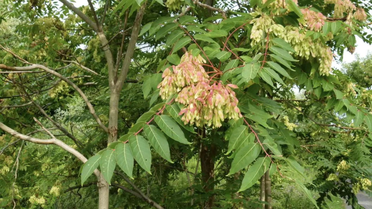 How To Spot And Treat Spotted Lanternfly 1 Tree of Heaven favorite for Spotted Lanternflies