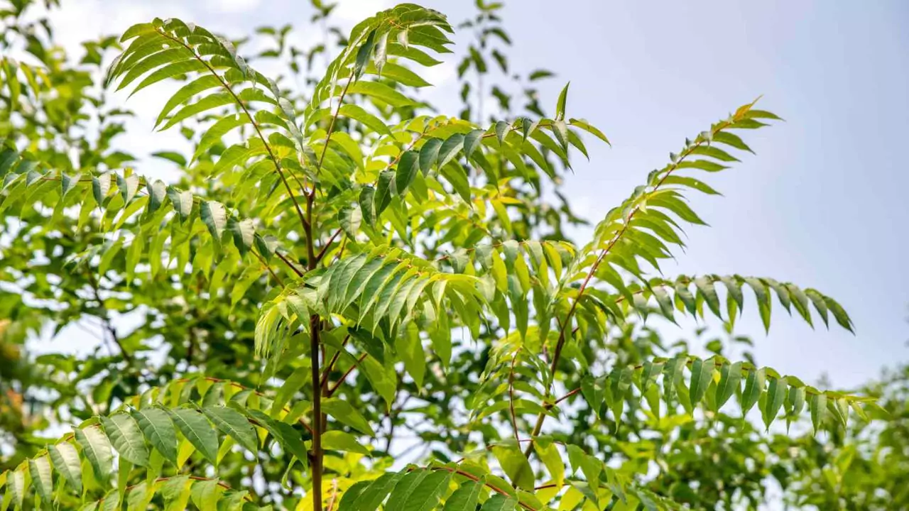 How To Spot And Treat Spotted Lanternfly 5 Tree of Heaven