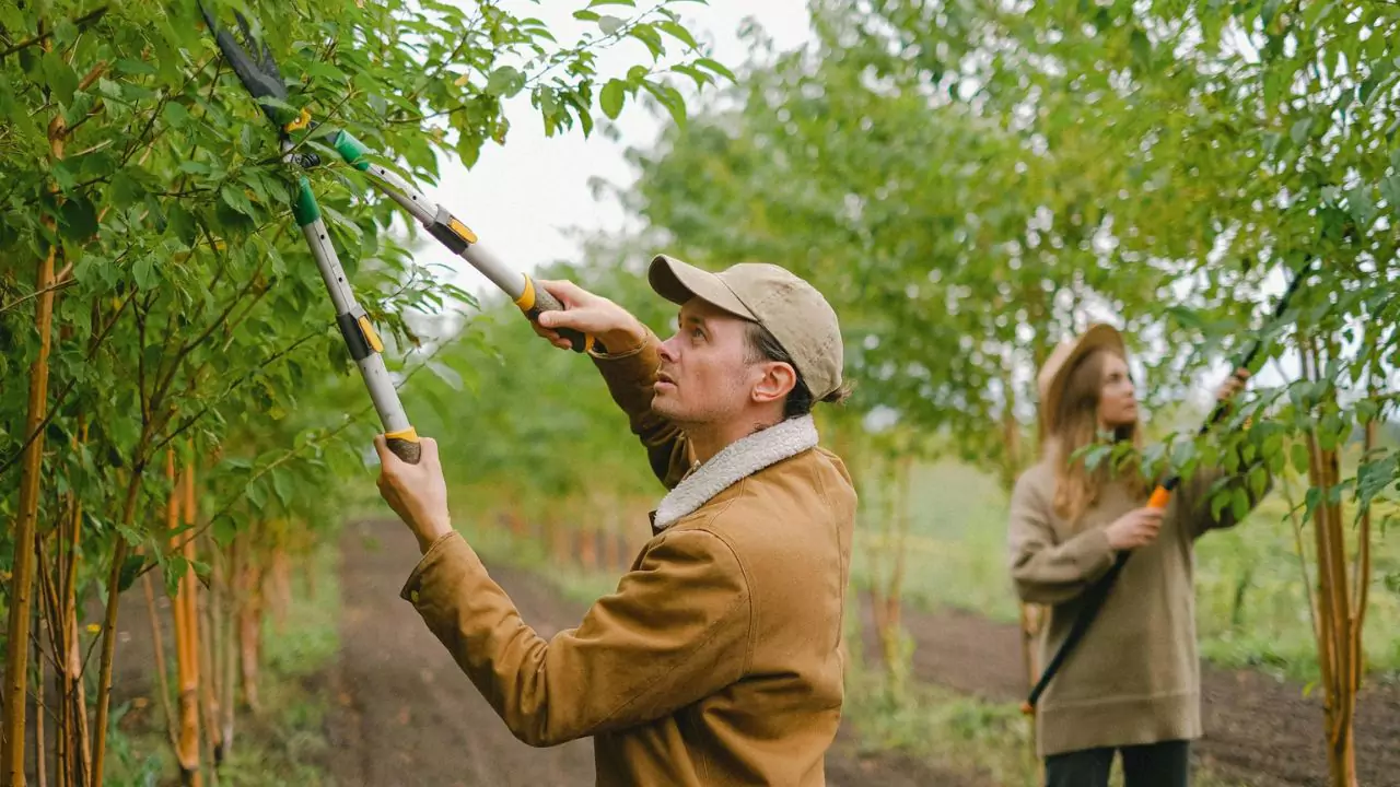 How to Make a Tree Grow New Branches 1 Tree pruning tips