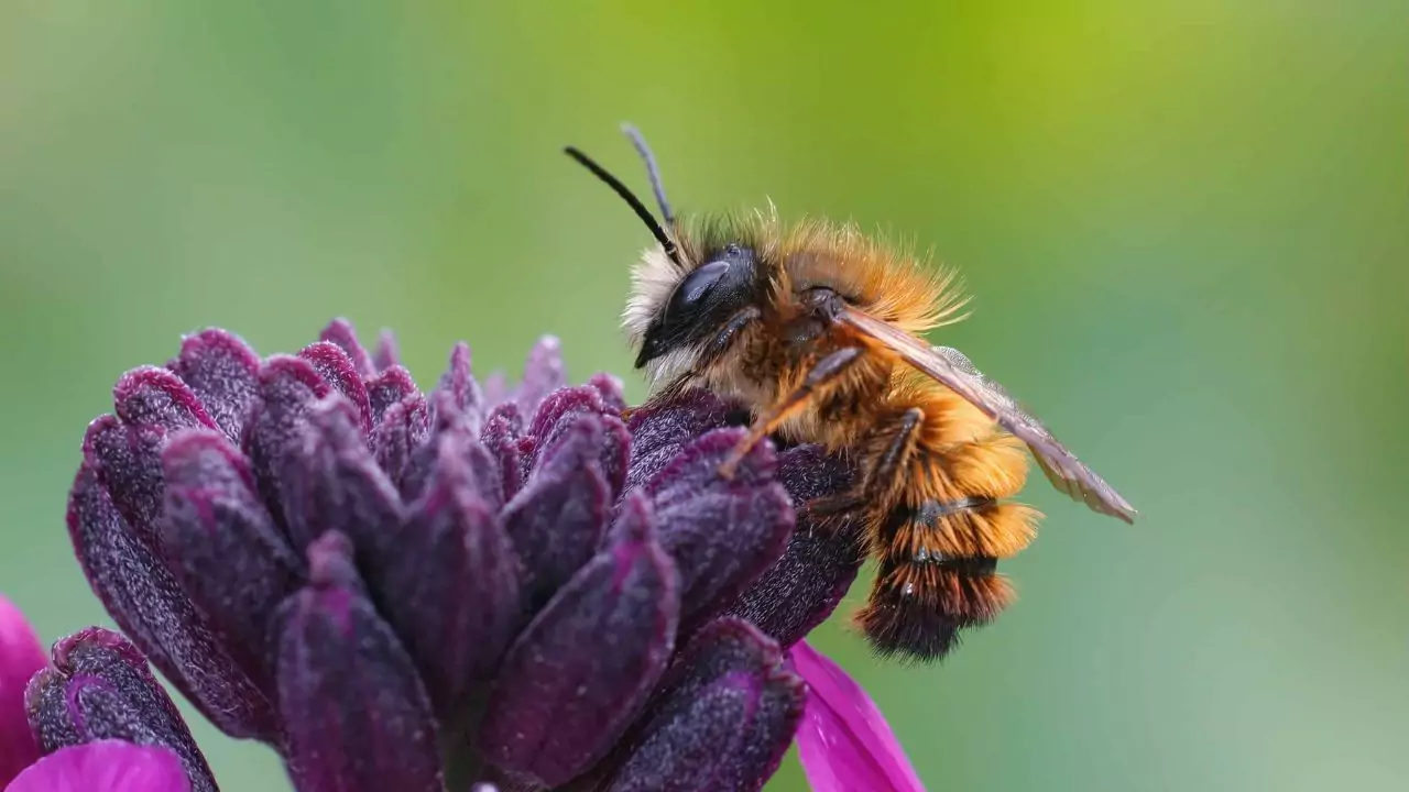 Bee Identification Guide: 31 Most Common Bees In Our Gardens 17 Two colored mason bee – Osmia bicolor