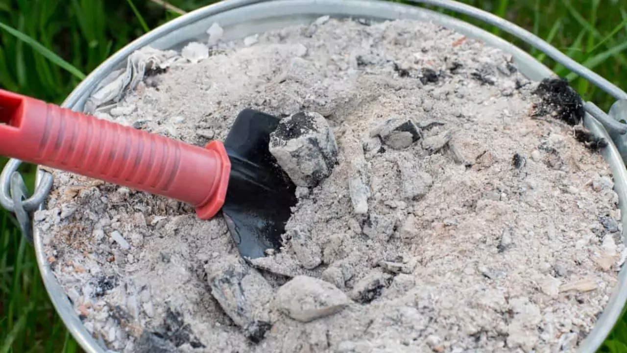Is Charcoal Ash Good for Plants (How to Use Correctly) 2 Using charcoal ash for plants
