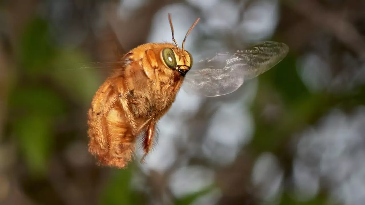 Bee Identification Guide: 31 Most Common Bees In Our Gardens 24 Valley carpenter bee