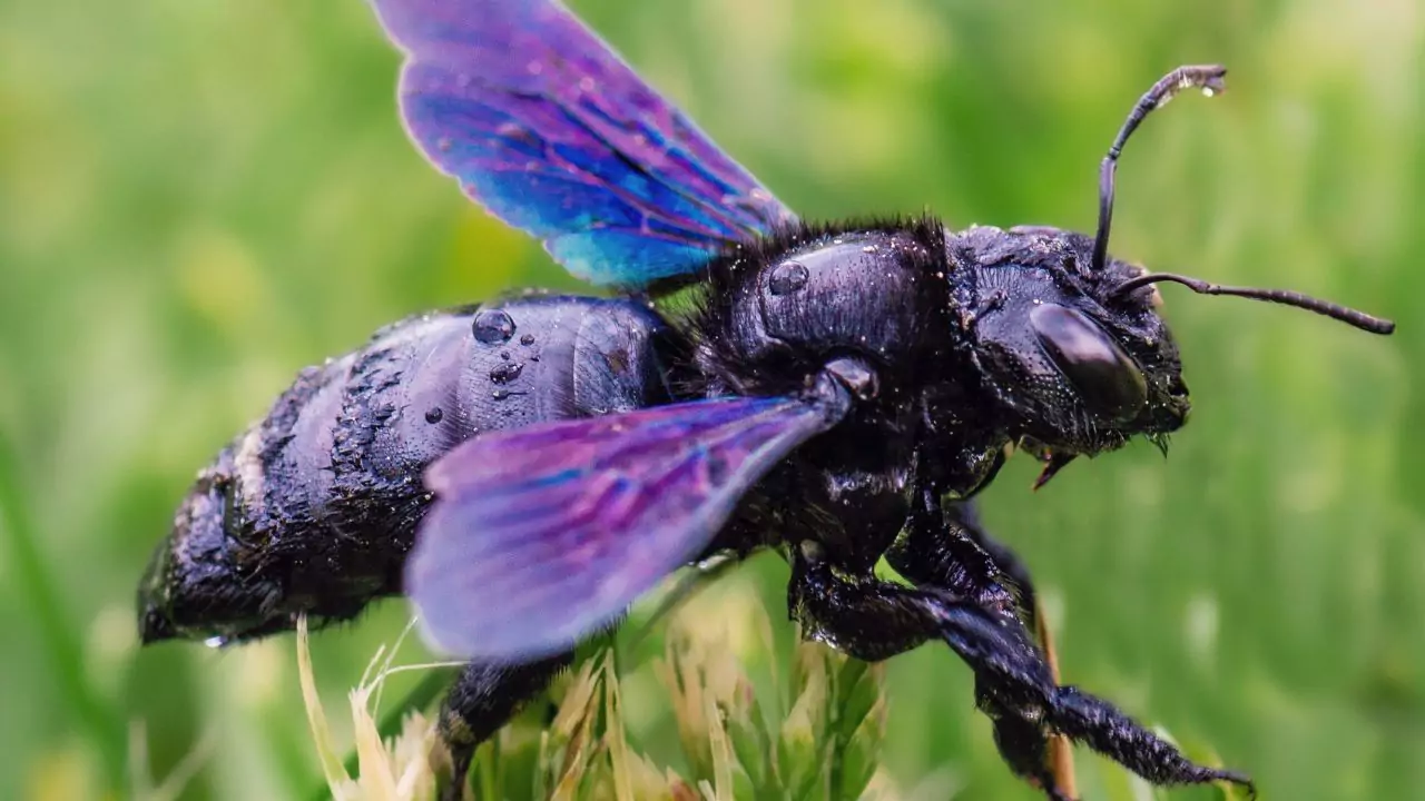 Bee Identification Guide: 31 Most Common Bees In Our Gardens 25 Violet carpenter bee
