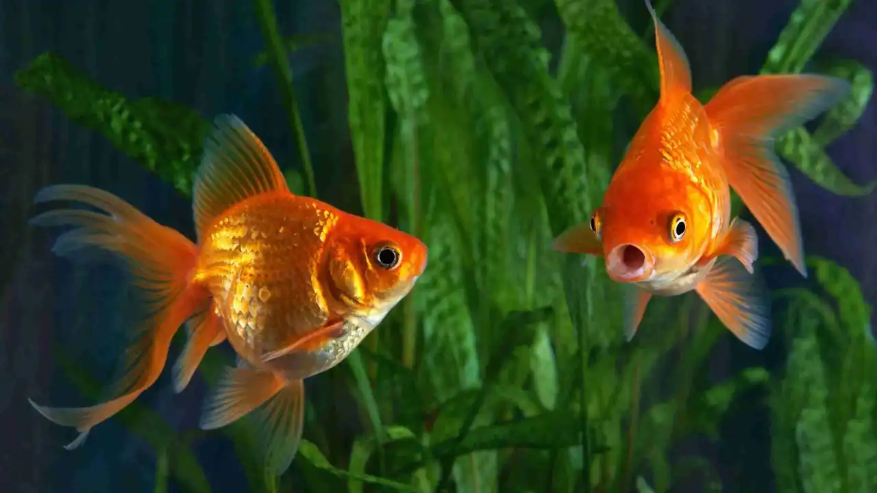 Water Temperature