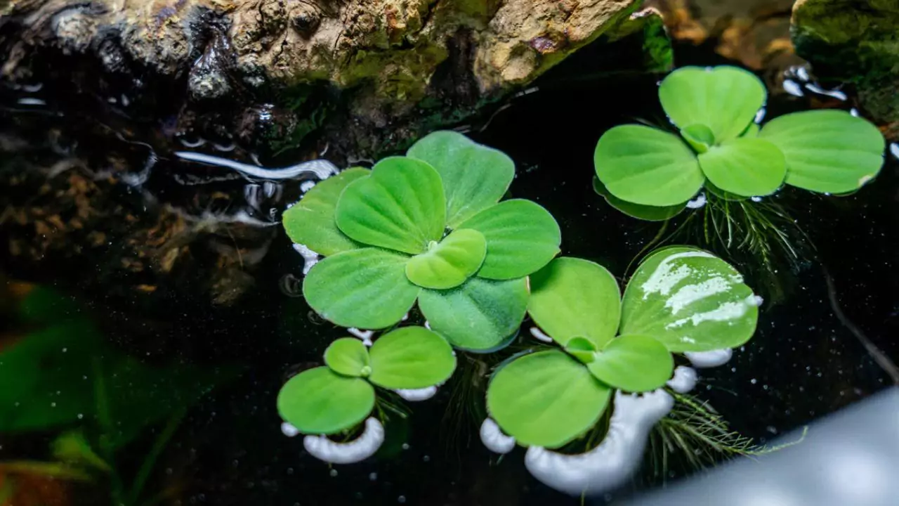 Top 7 Reasons Your Pond Plants Are Dying 7 Water lettuce