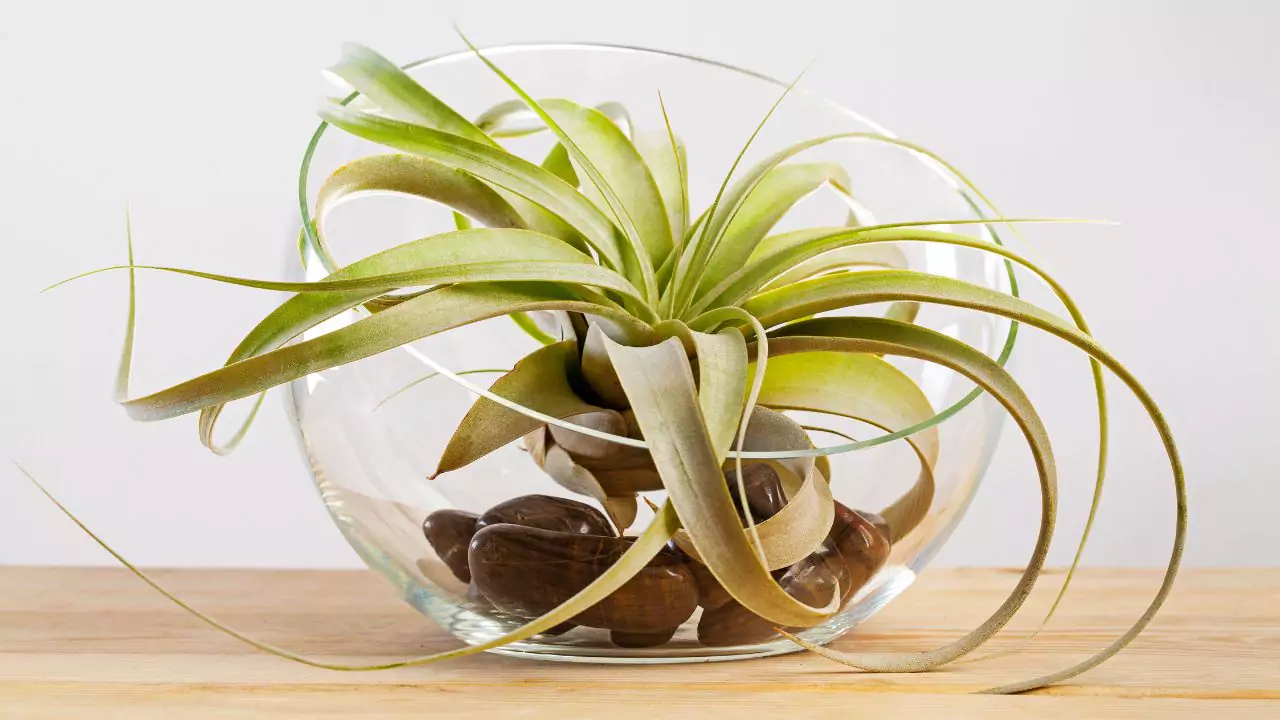 How to Water Air Plants on Wood