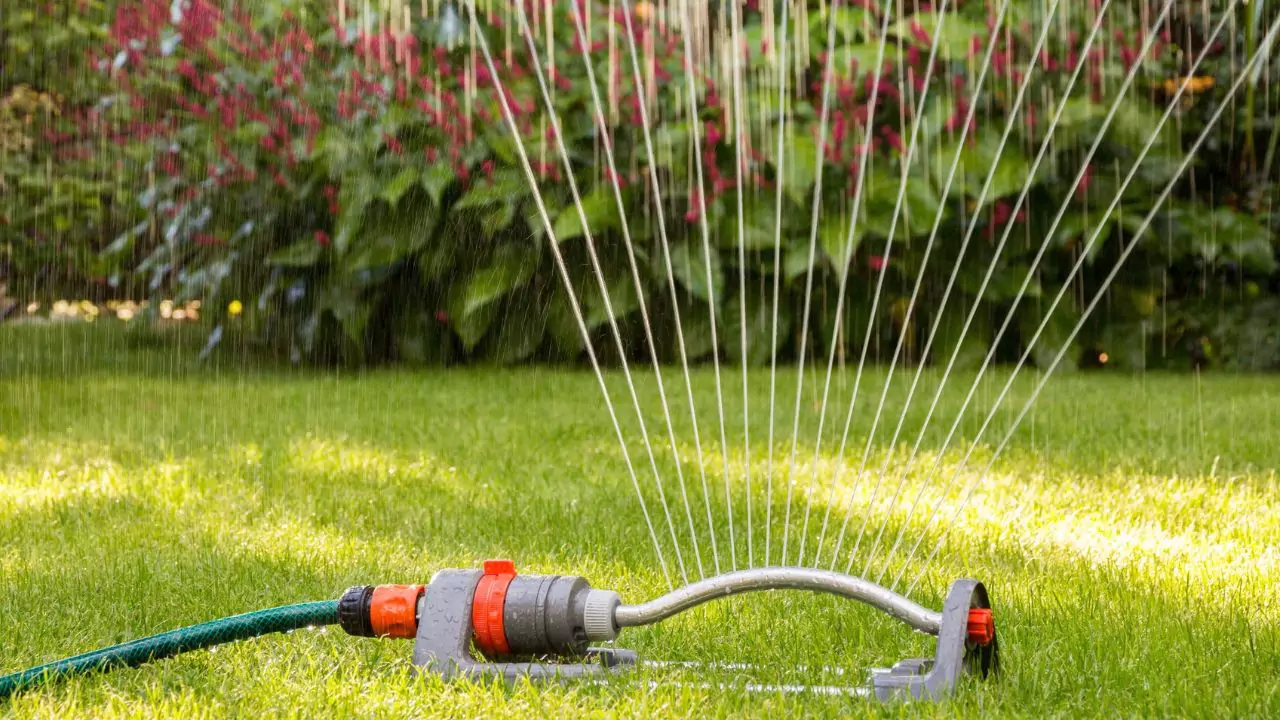 How Often Should You Water Grass Seeds? Watering Lawn Seed Tips