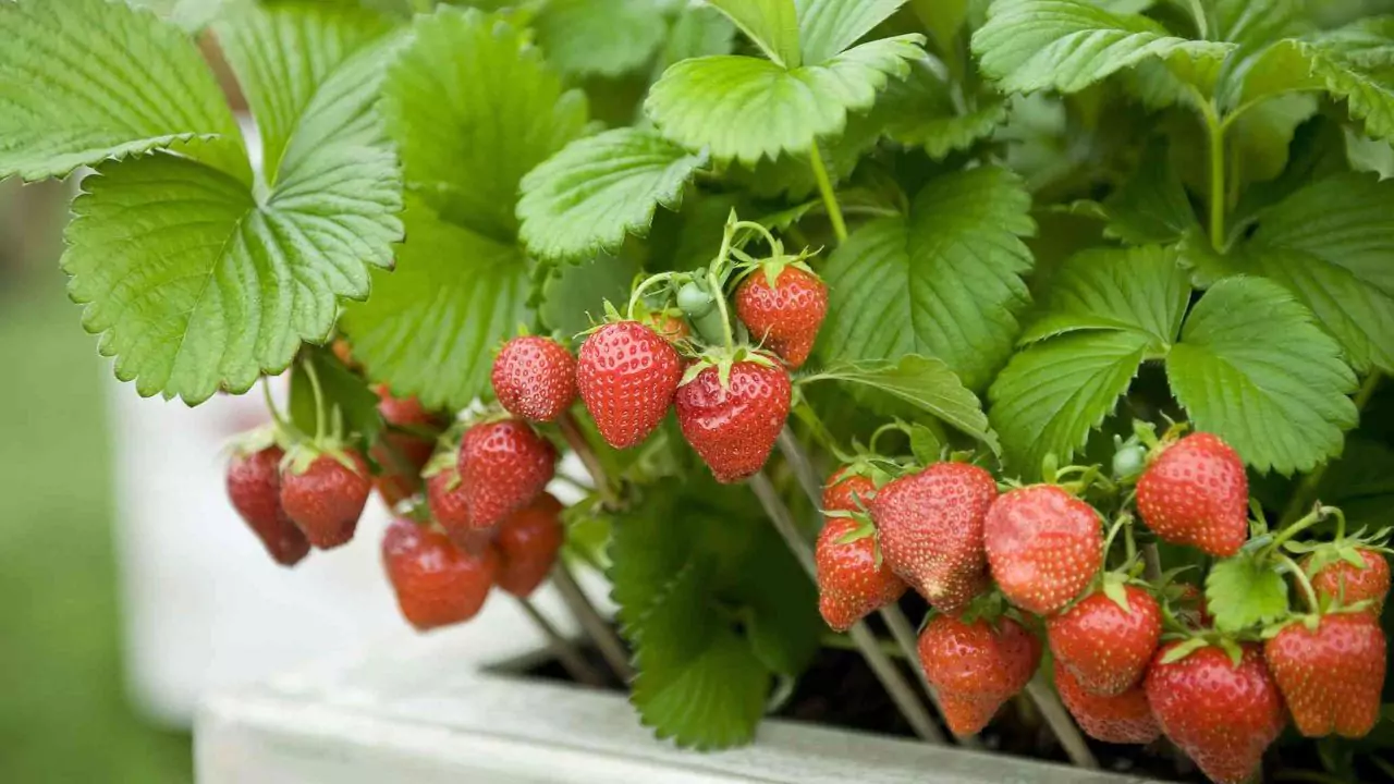 Watering potted strawberries