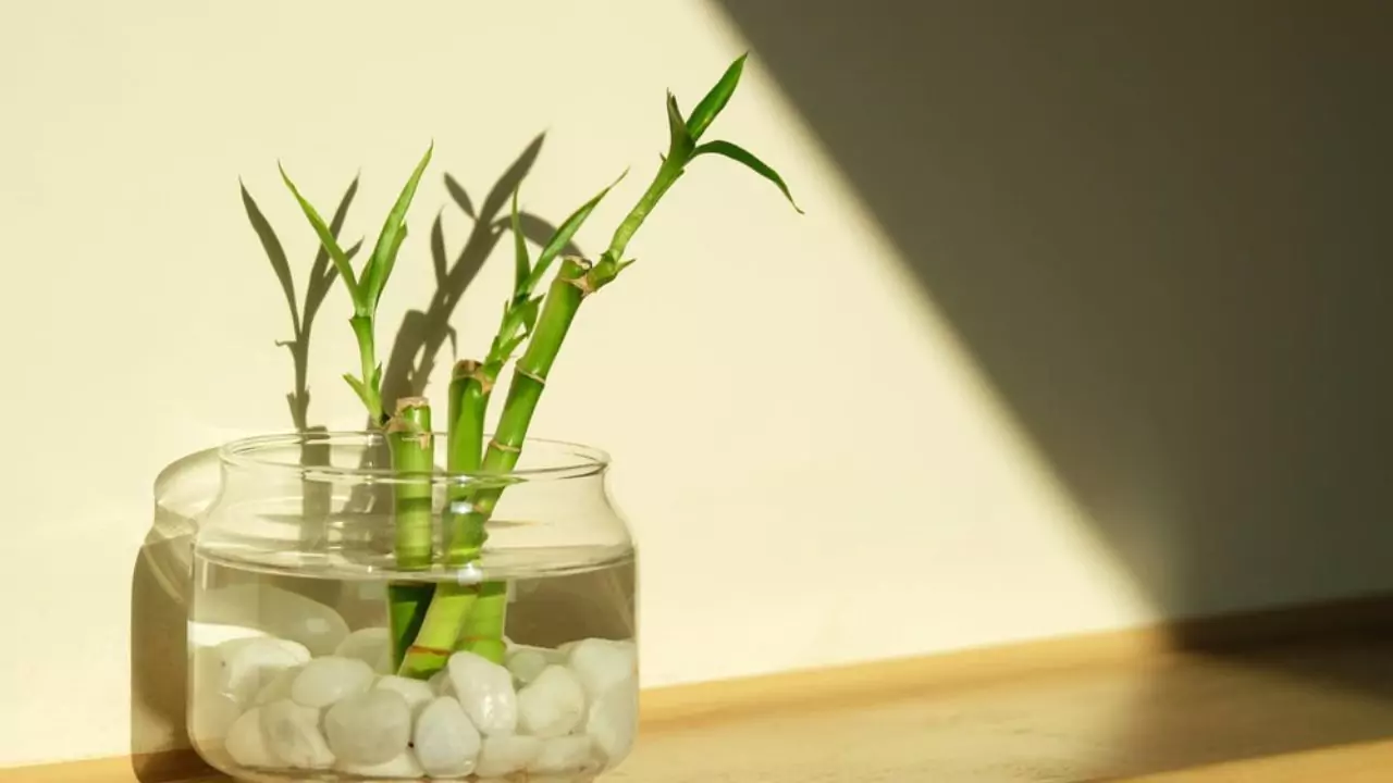 5 Reasons Why Your Bamboo Plant Is Dying 4 Watering requirements Bamboo