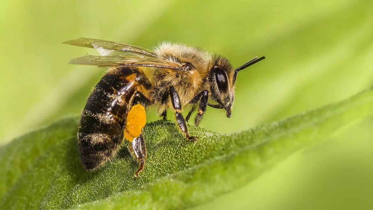 Bee Identification Guide: 31 Most Common Bees In Our Gardens 2 Western honey bee – Apis mellifera