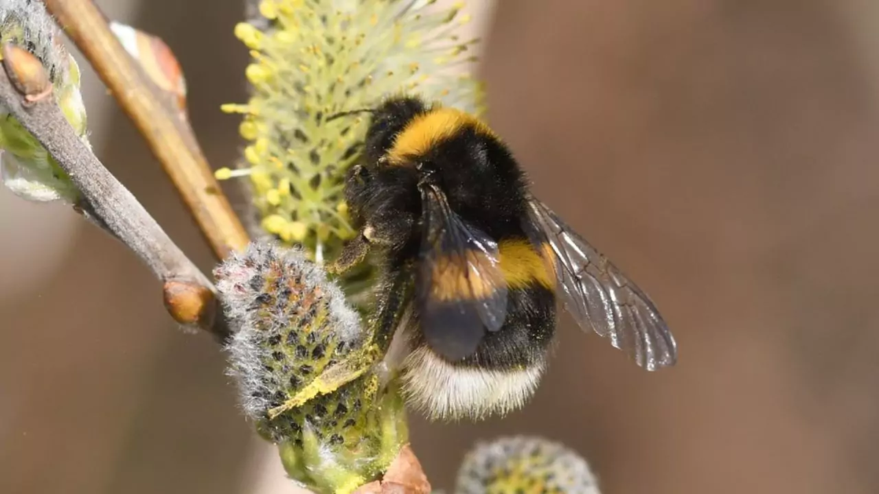 Bee Identification Guide: 31 Most Common Bees In Our Gardens 12 White tailed bumblebee – Bombus lucorum