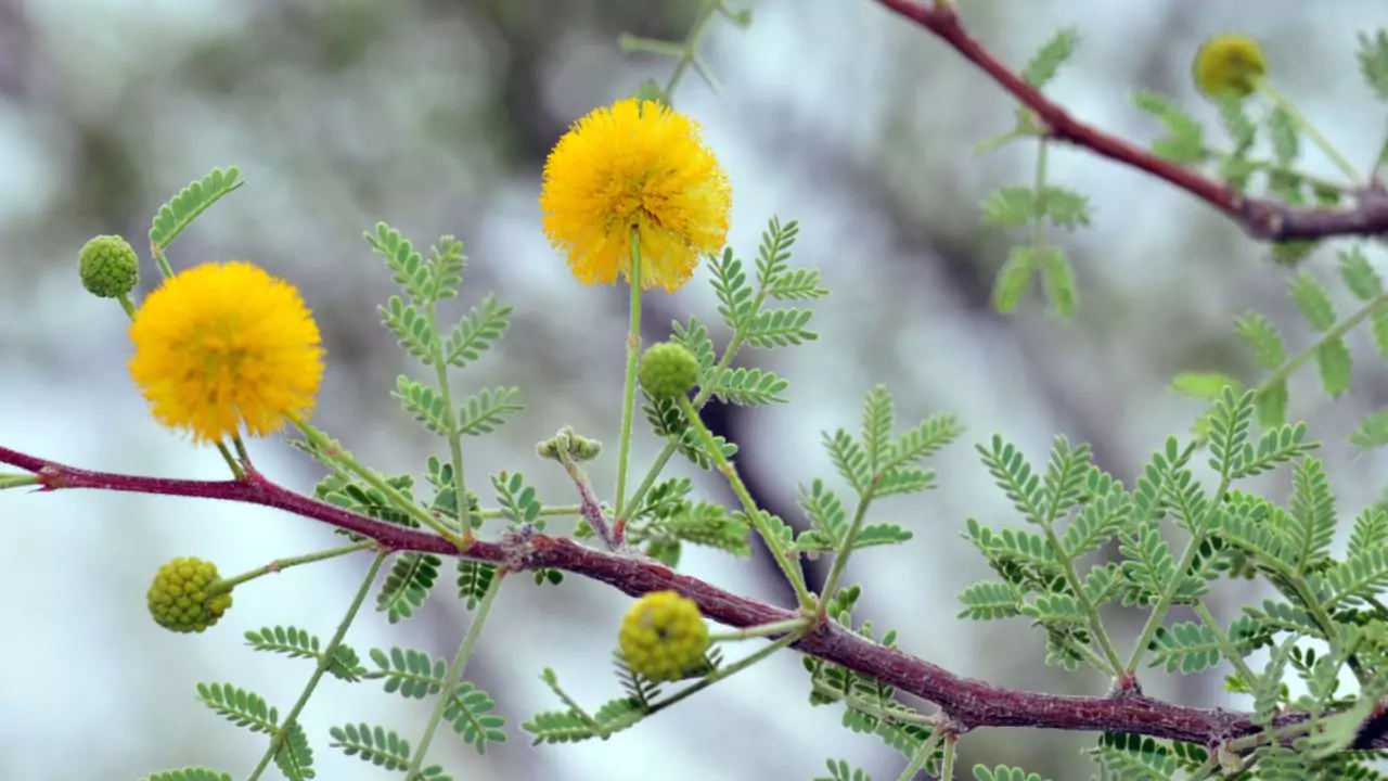 Whitethorn Acacia