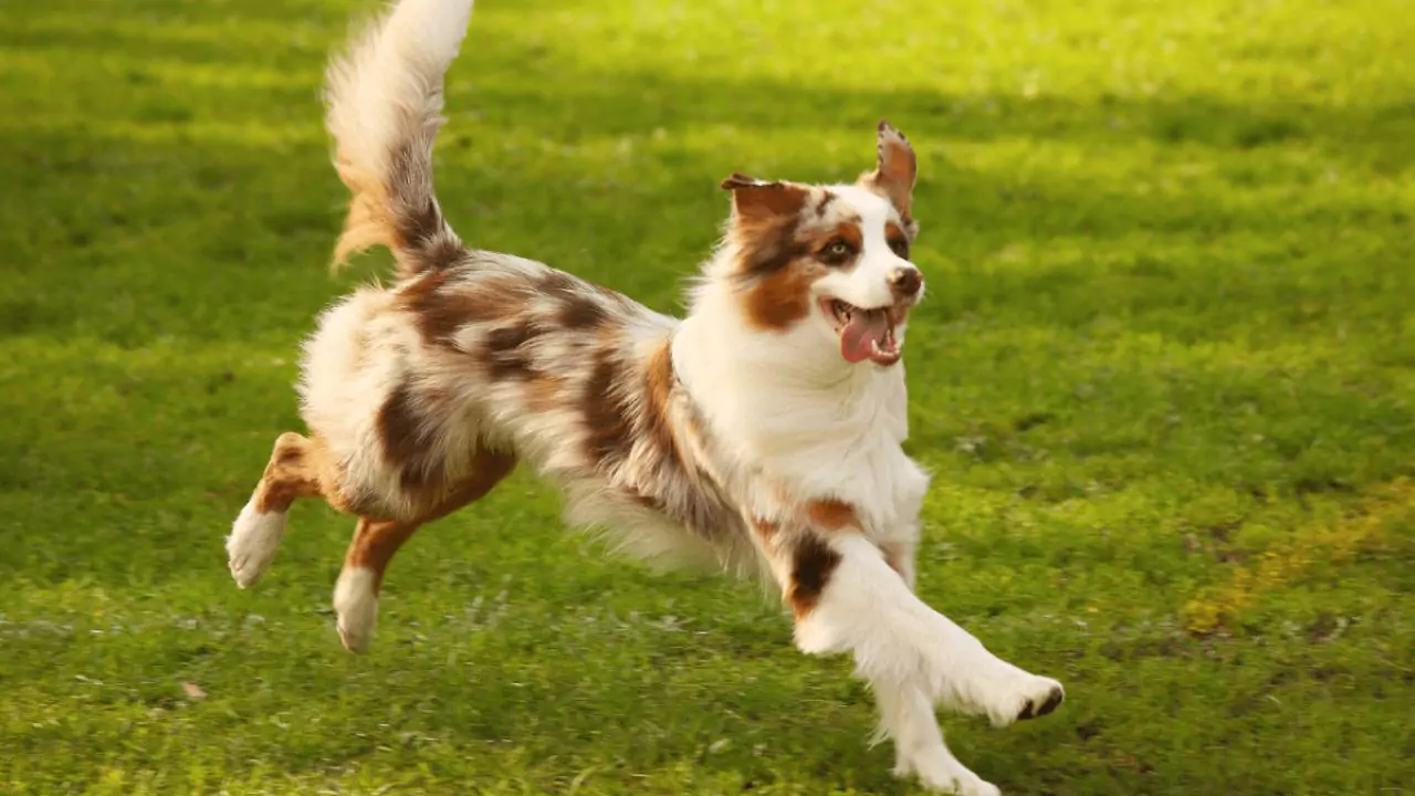 Do Squirrels Tease Dogs