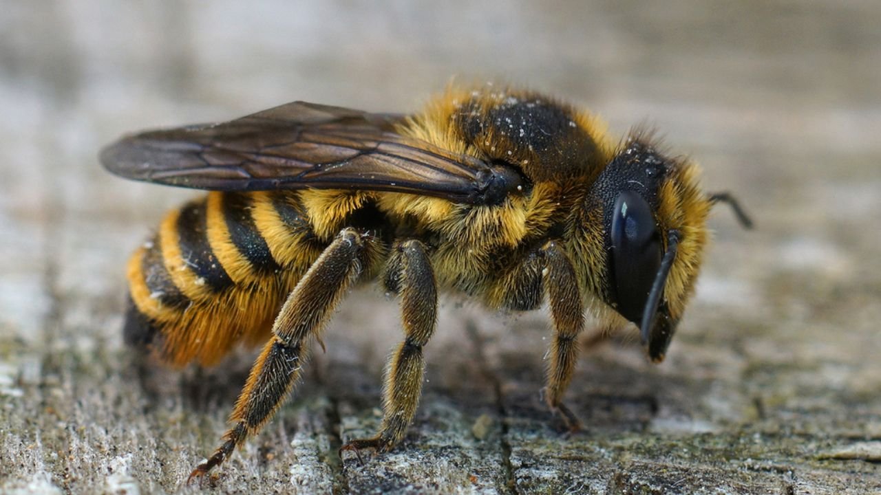 Bee Identification Guide: 31 Most Common Bees In Our Gardens 27 Wood Carving Leafcutter bee Megachile Ligniseca