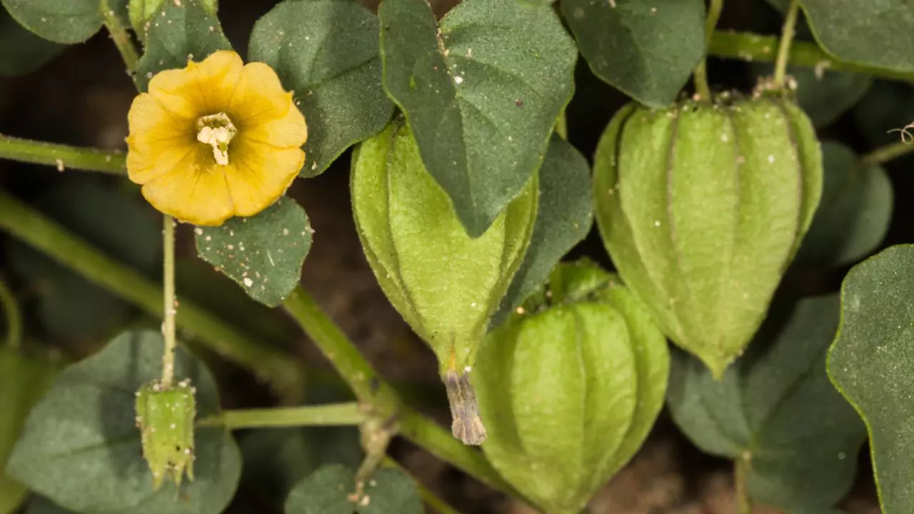 Yellow Nightshade