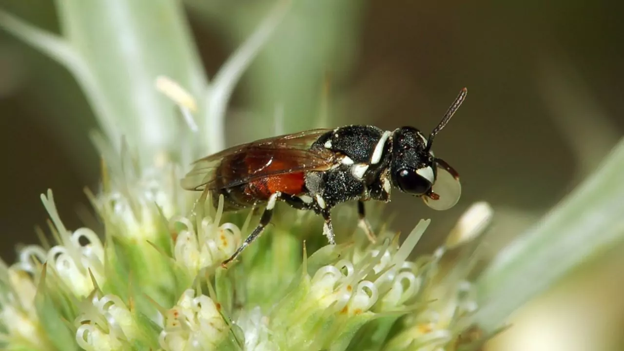 Bee Identification Guide: 31 Most Common Bees In Our Gardens 29 Yellow faced bees Hylaeus