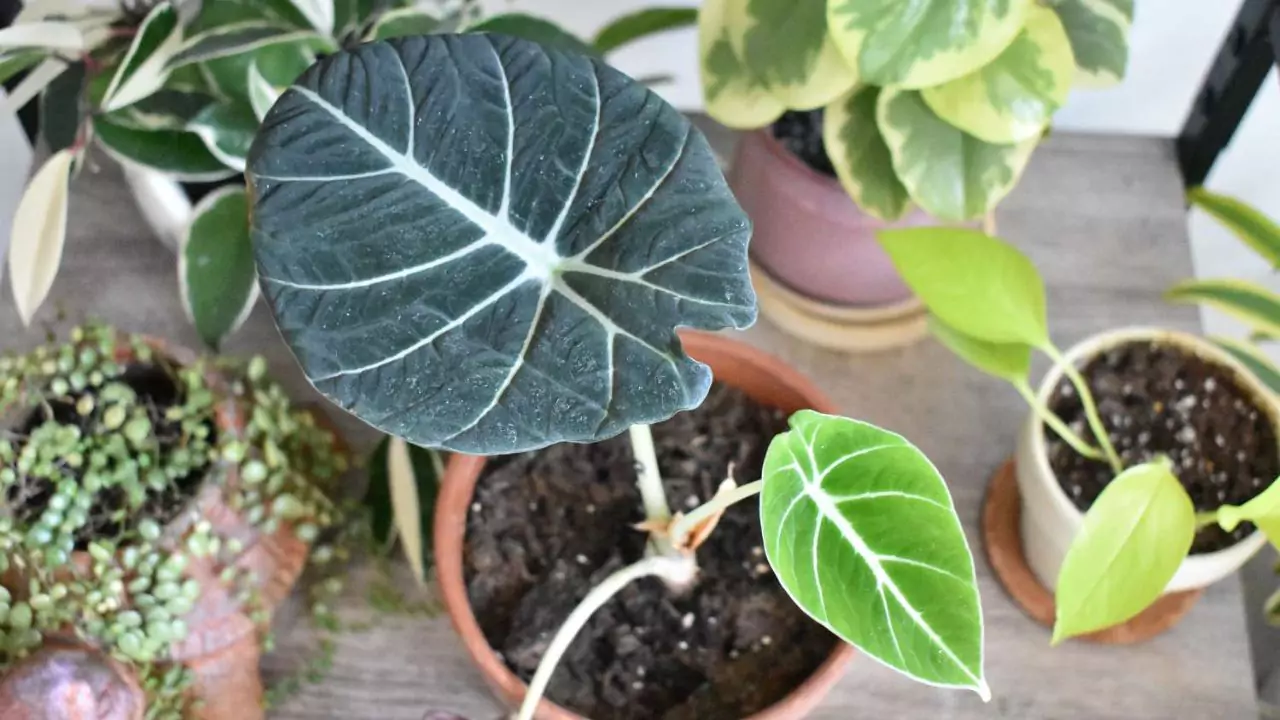 Growers Guide for Alocasia Black Velvet 1 alocasia black velvet 1