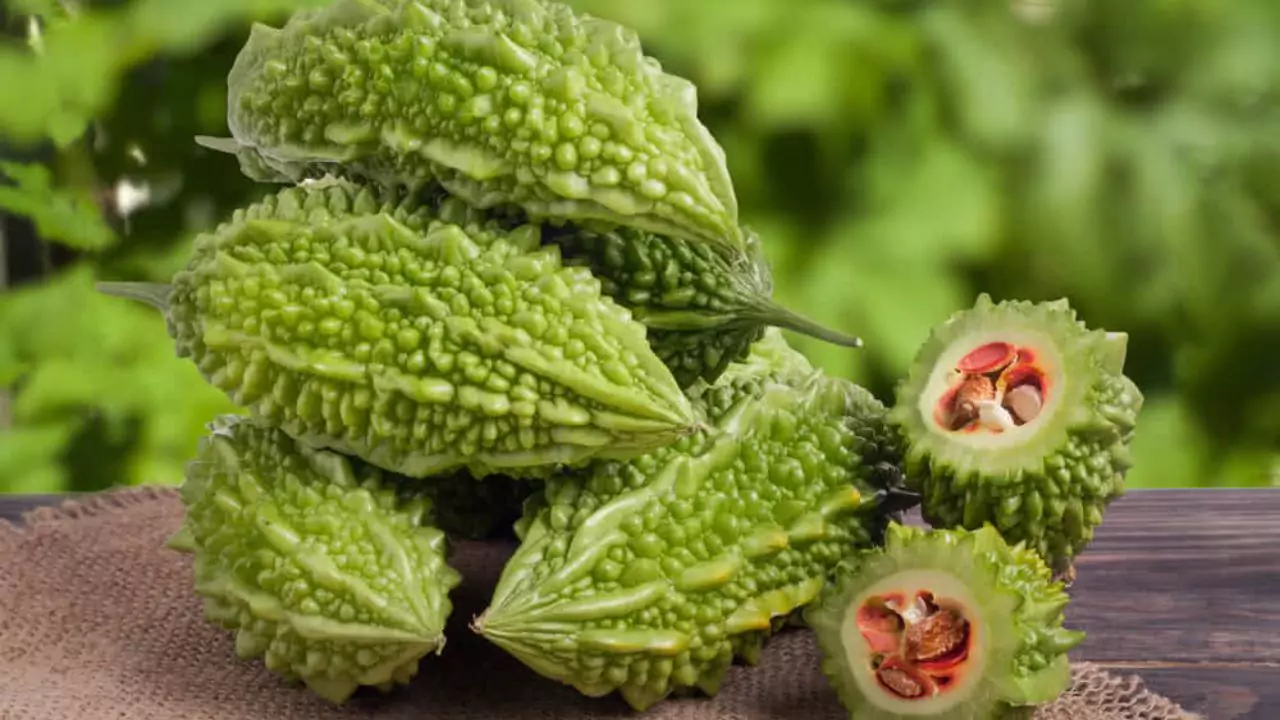 Growers Guide for Ampalaya 2 ampalaya vegetable