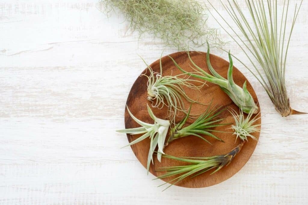 How To Attach Air Plants To Wood In 6 Quick Steps 1 How to attach air plant to wood