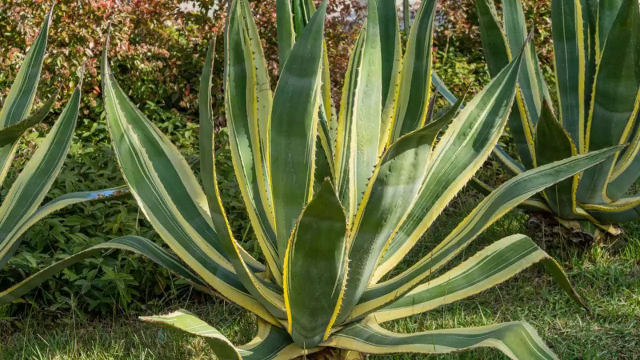 century plant