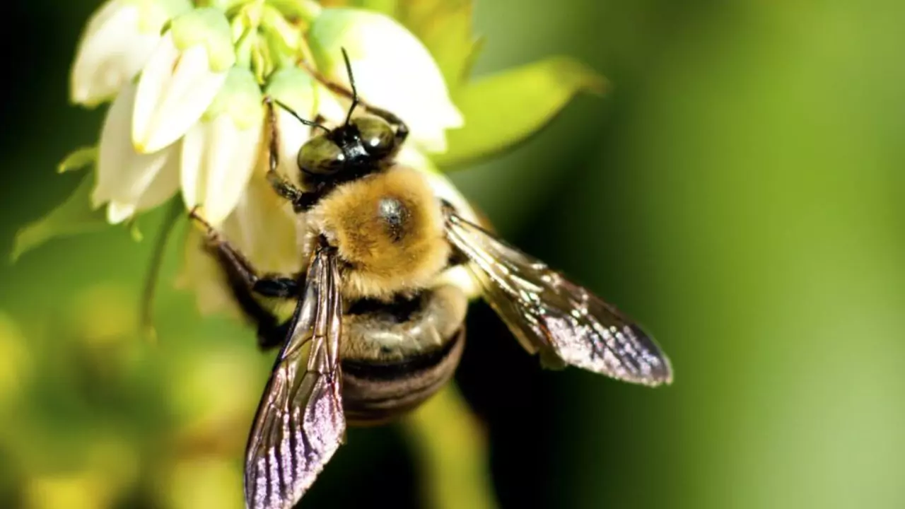 Bee Identification Guide: 31 Most Common Bees In Our Gardens 9 himalayan