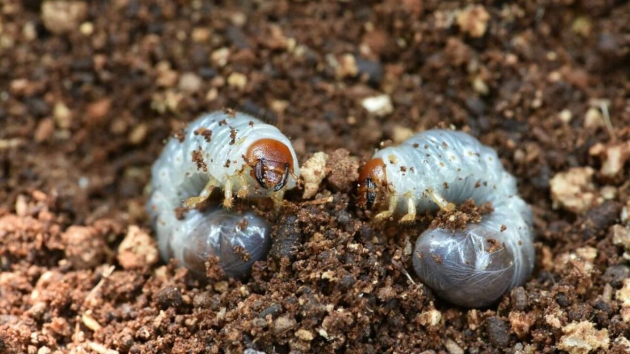 11 Lawn Grub Facts (#7 Shocked Me) 7 lawn grub irritation