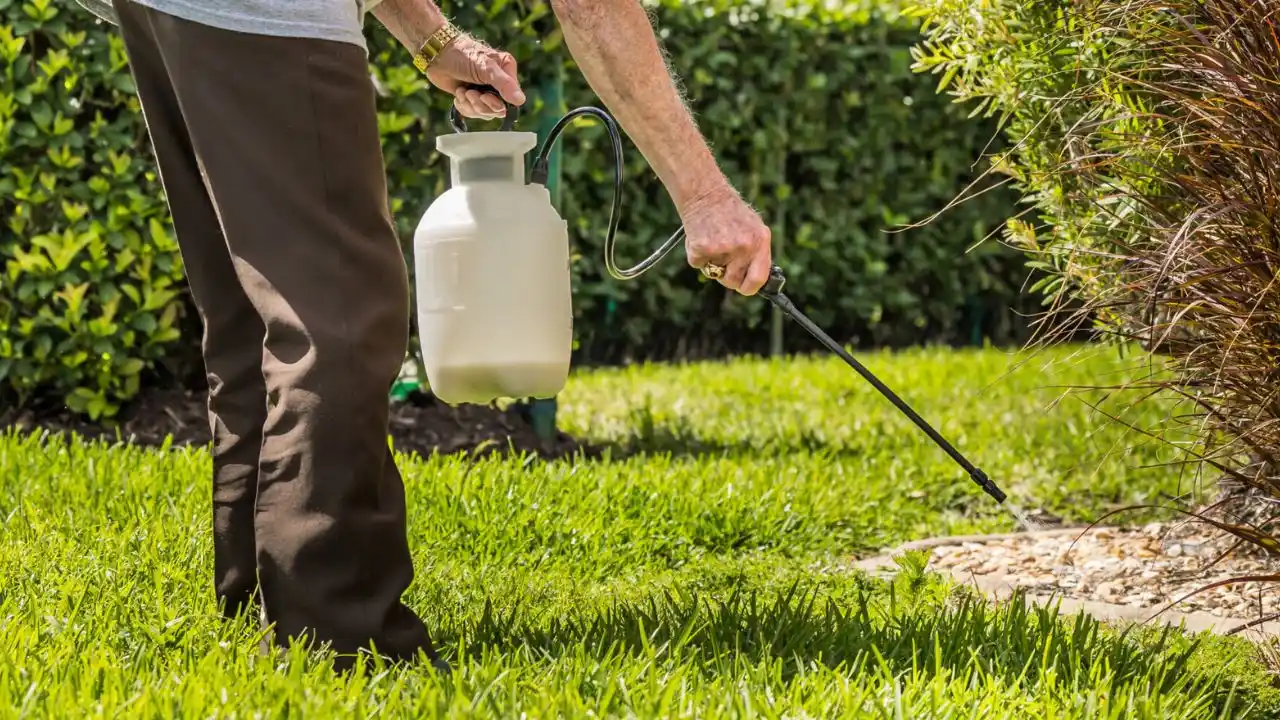 11 Lawn Grub Facts (#7 Shocked Me) 10 lawn grub pesticides