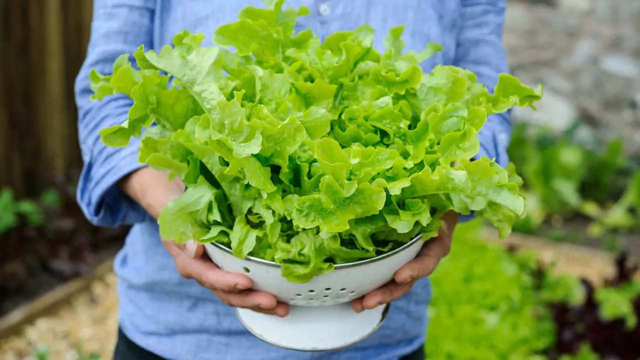 lettuce