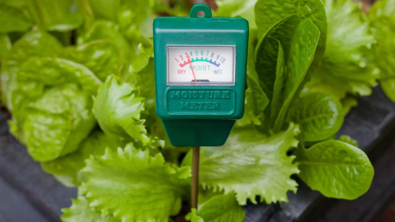 measure soil moisture 1