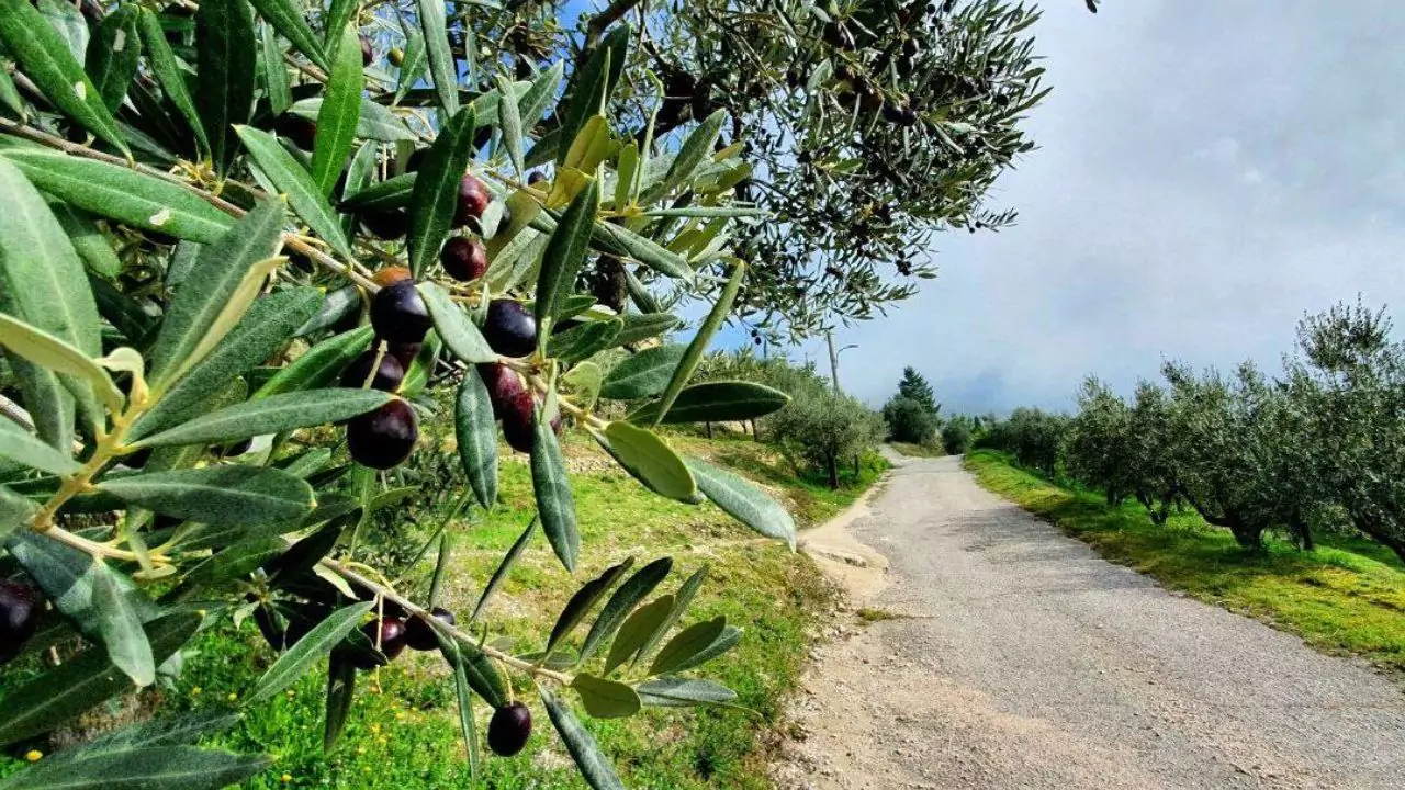 olive trees