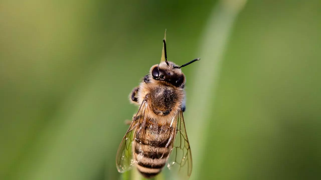 Bee Identification Guide: 31 Most Common Bees In Our Gardens 8 philippine honey bee – apis nigrocincta