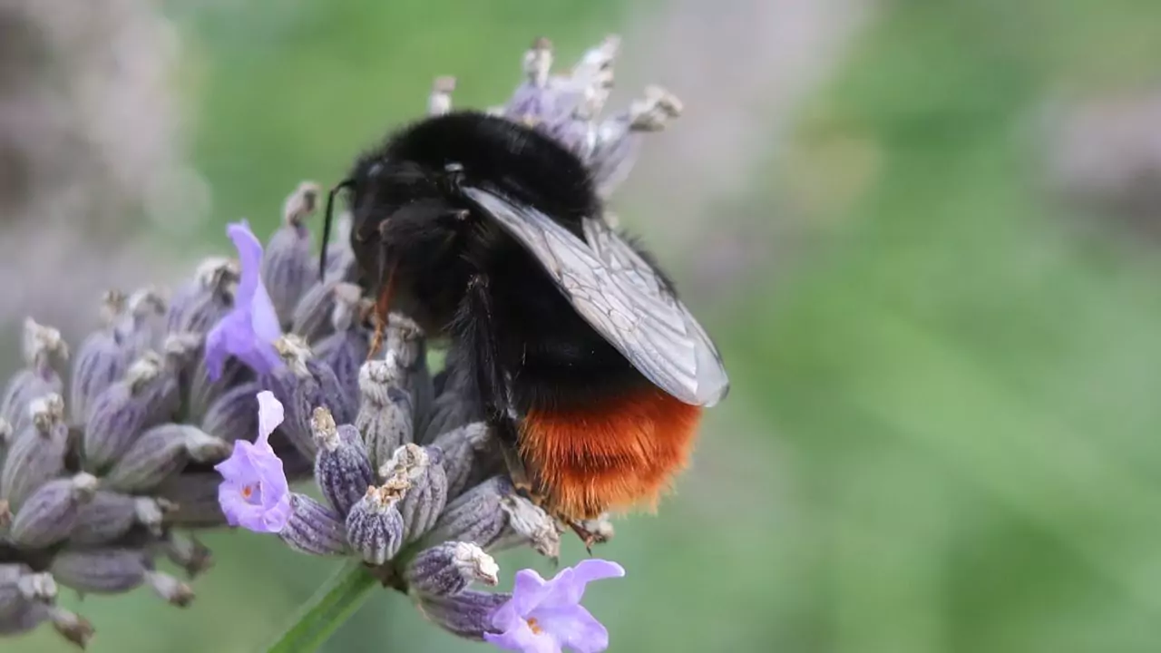 Bee Identification Guide: 31 Most Common Bees In Our Gardens 11 red tailed bumble bee – bombus lapidarius
