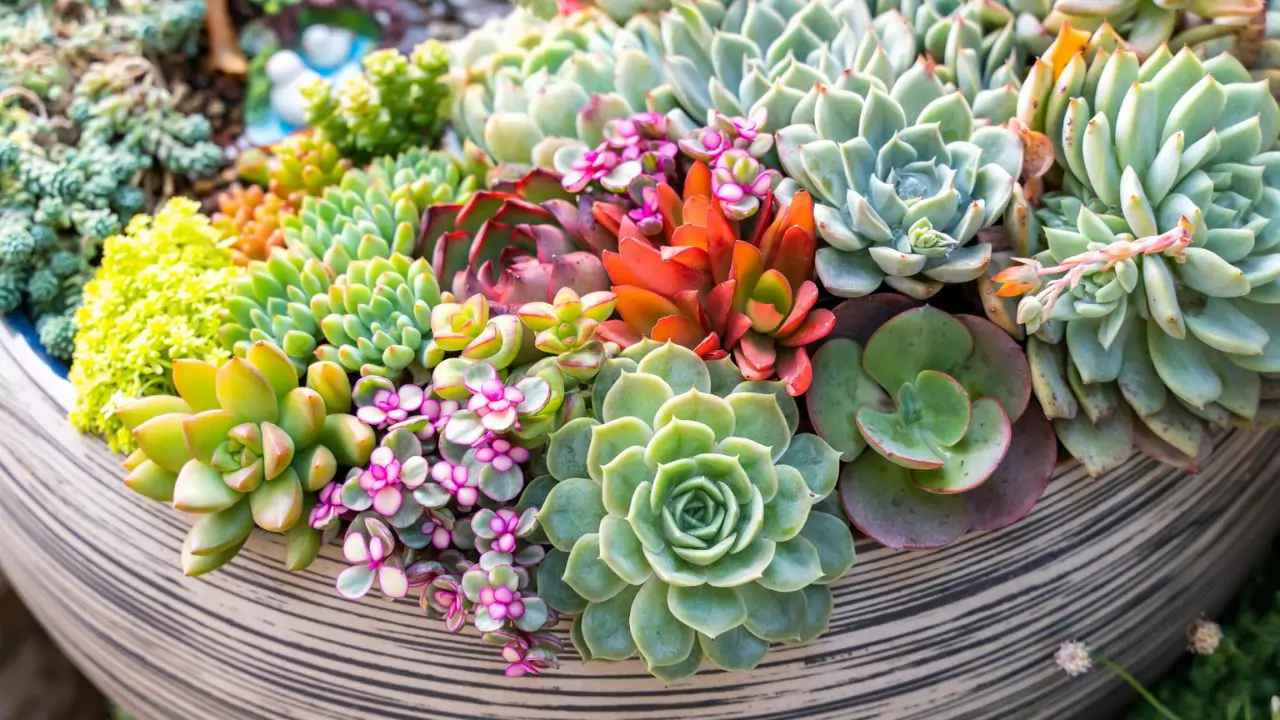 an Succulents Grow In Moss