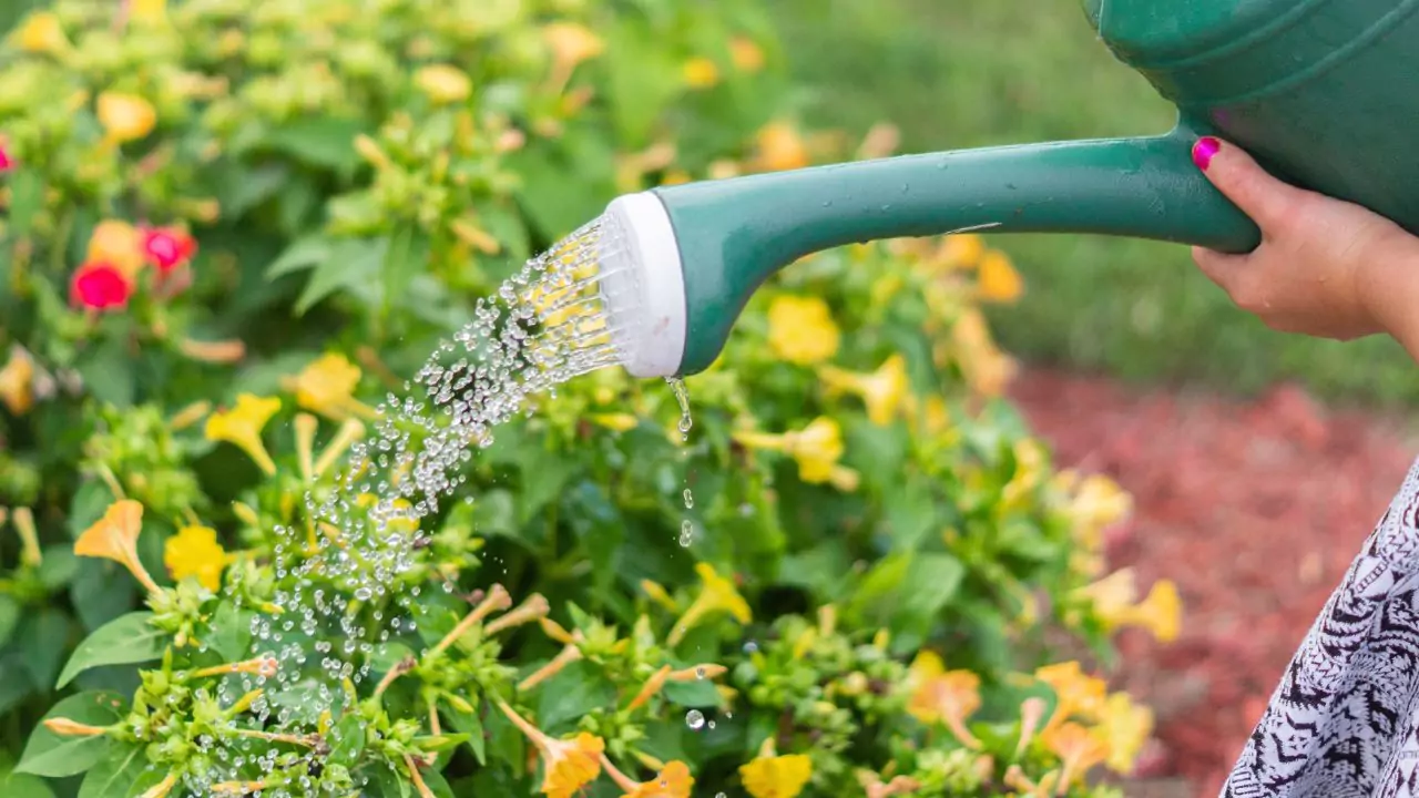 20 Gardening Tools Every Gardener Must Have
