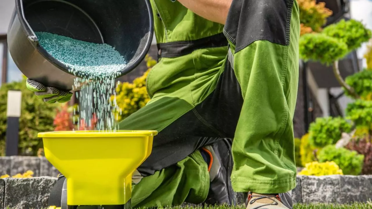 Does Fertilizer Help Grass Grow? 3 what are the disadvantages of over fertilizing grass