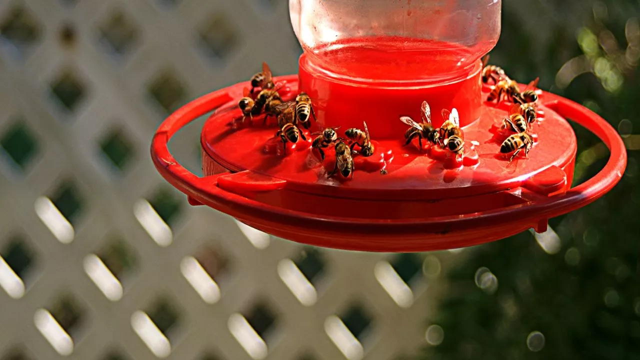 How To Make A Bee Feeder With Step-By-Step Instructions 1 A Bee Feeder With Step By Step Instructions