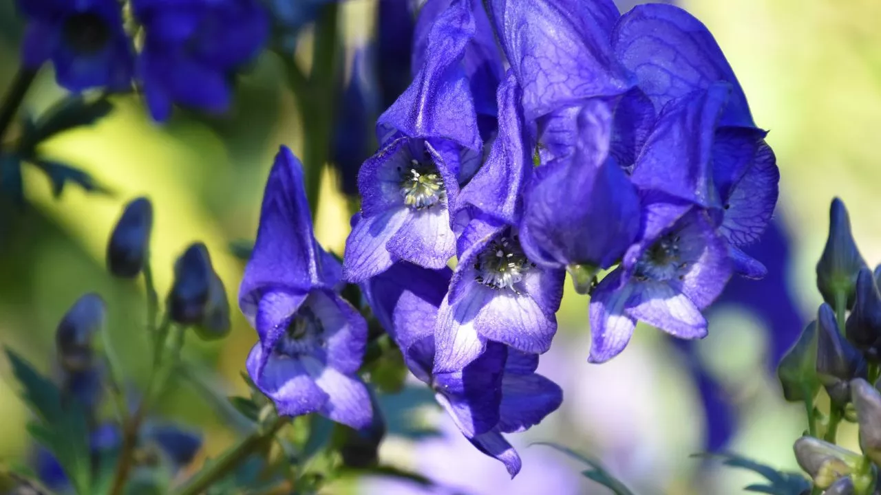 Flowers With Negative Meanings