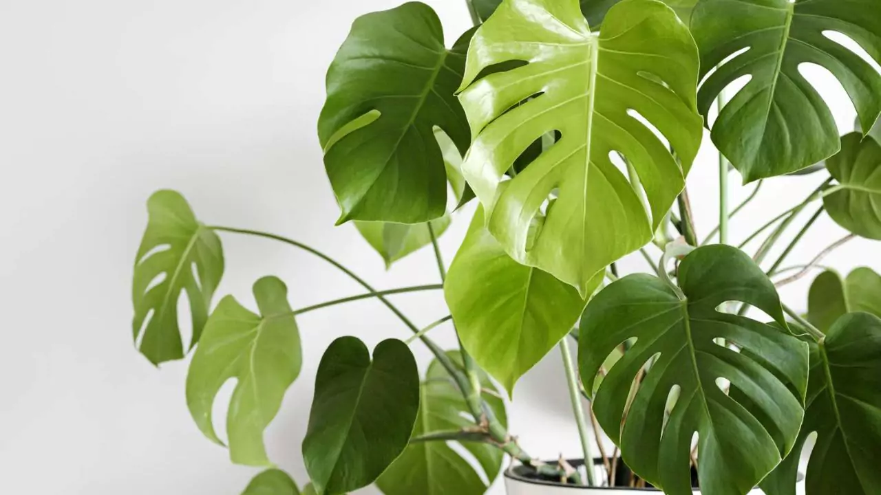 Aerial roots