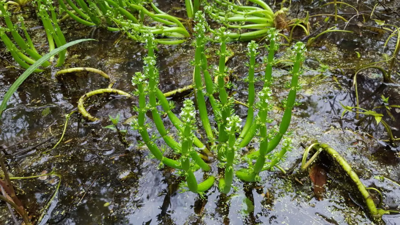 How Do Pond Plants Get Nutrients? 5 American Featherfoil plant