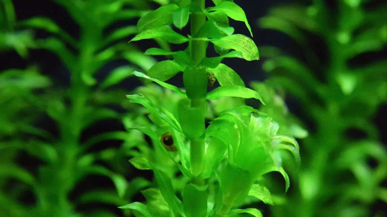 How Do Pond Plants Get Nutrients? 2 Anacharis Elodea