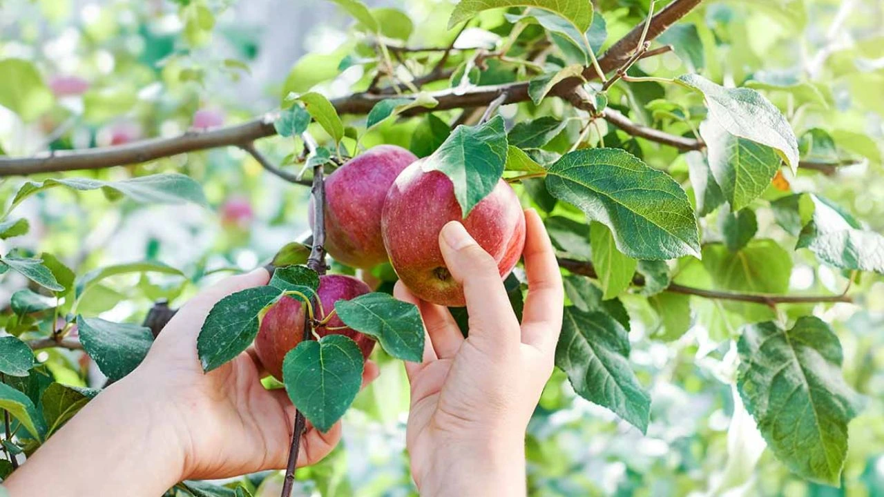 Apple Tree Care For The Best Growth