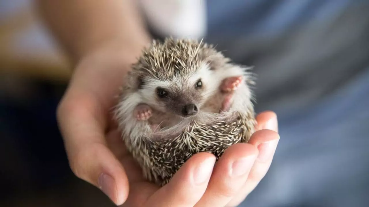 Are Hedgehogs Messy