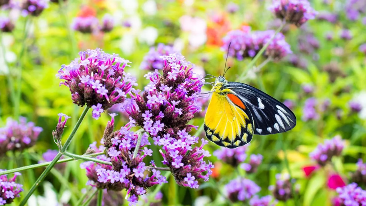 Attract Butterflies To Your Garden 1