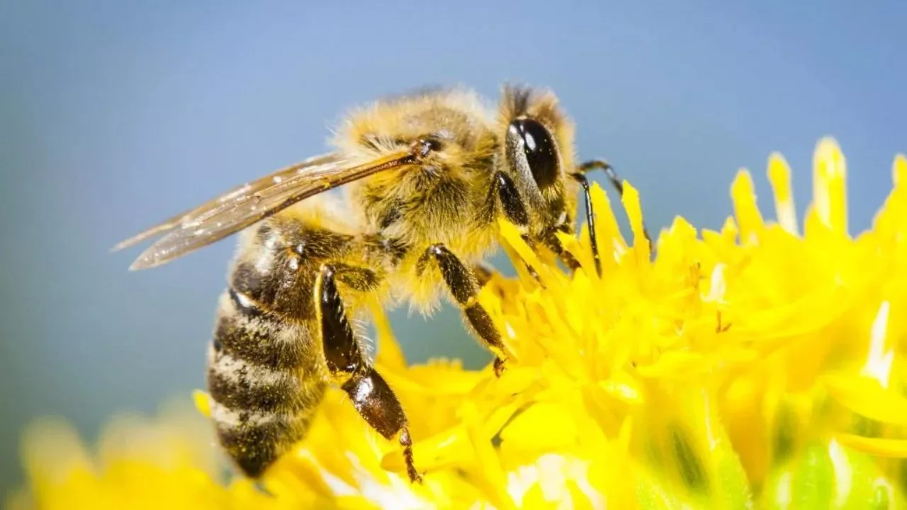 Why Are Bees Important (And Why Should You Care)? 2 Bees Are Under Threat