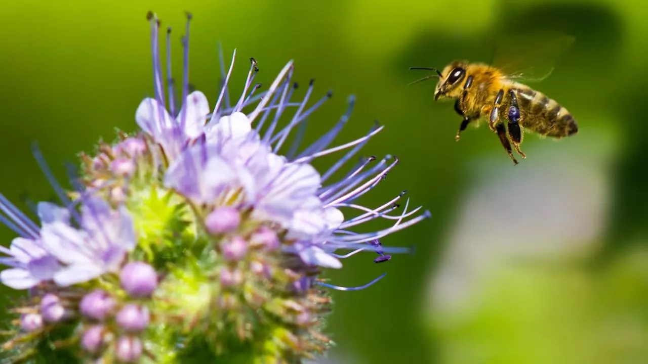 Why Are Bees Important (And Why Should You Care)? 1 Bees Important