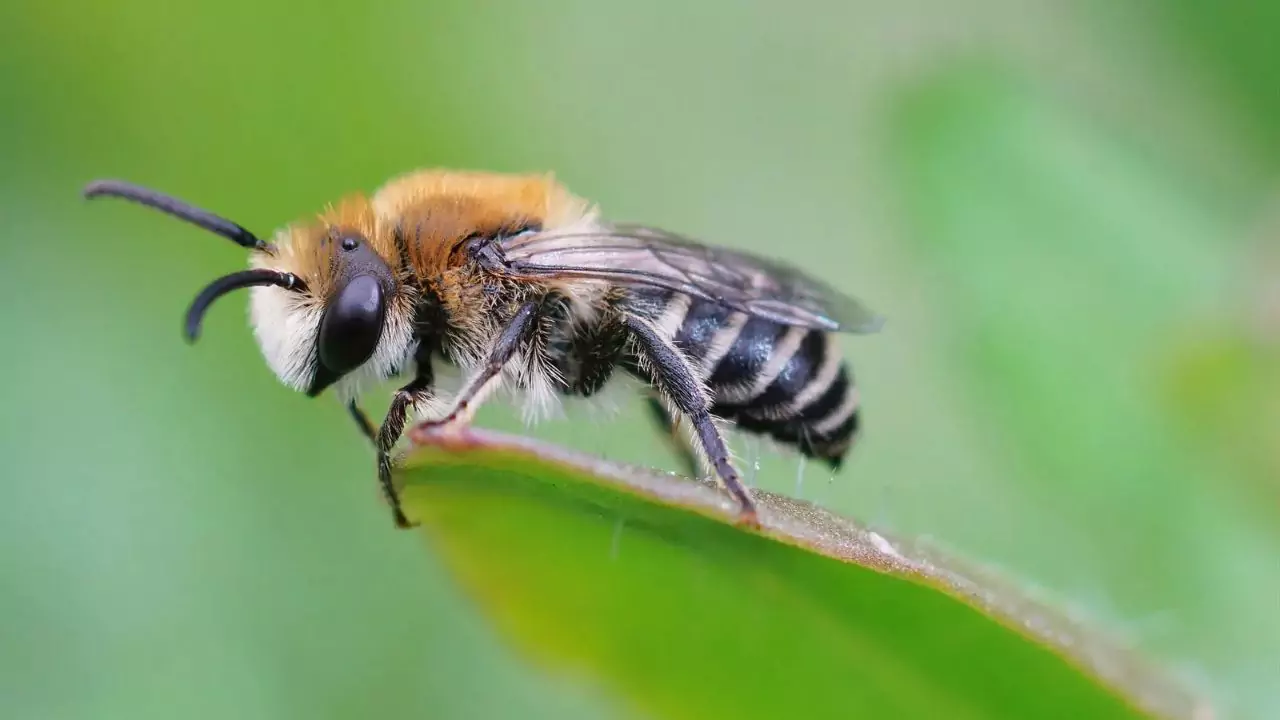 11 Plants Perfect for Attracting Pollinators to Your Garden 2 Bees