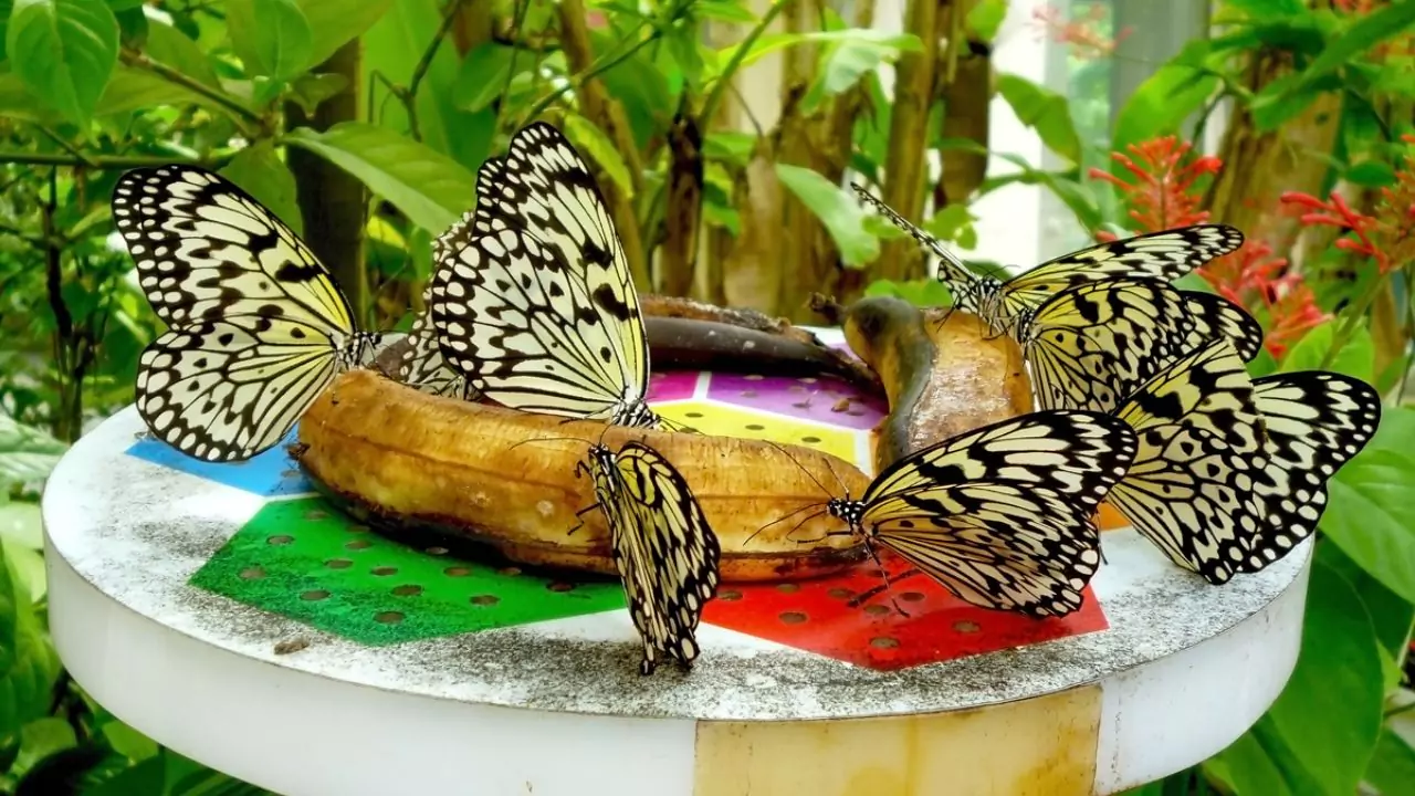 4 Best Butterfly Feeders For Your Garden (And Why) 1 Best Butterfly Feeders For Your Garden