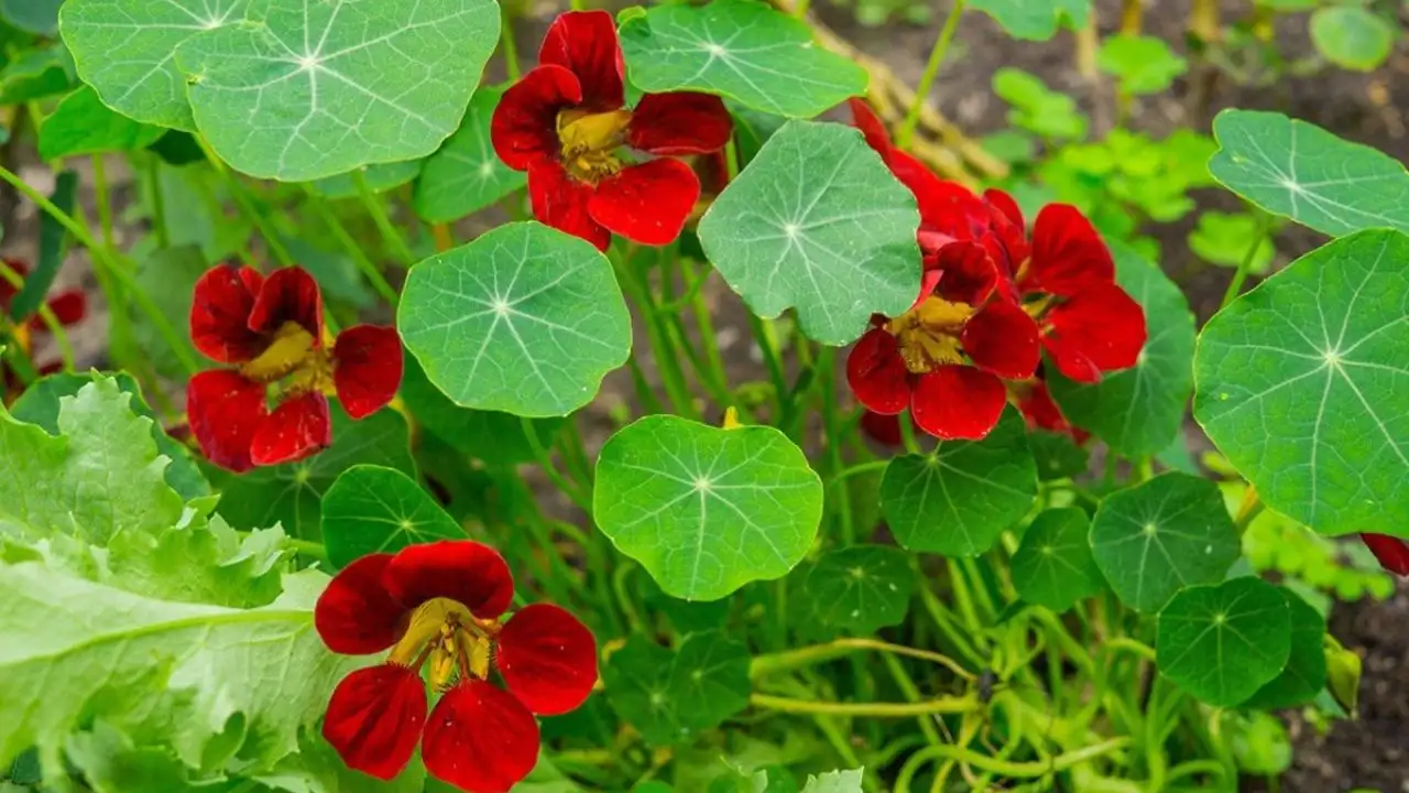Biennial Plant